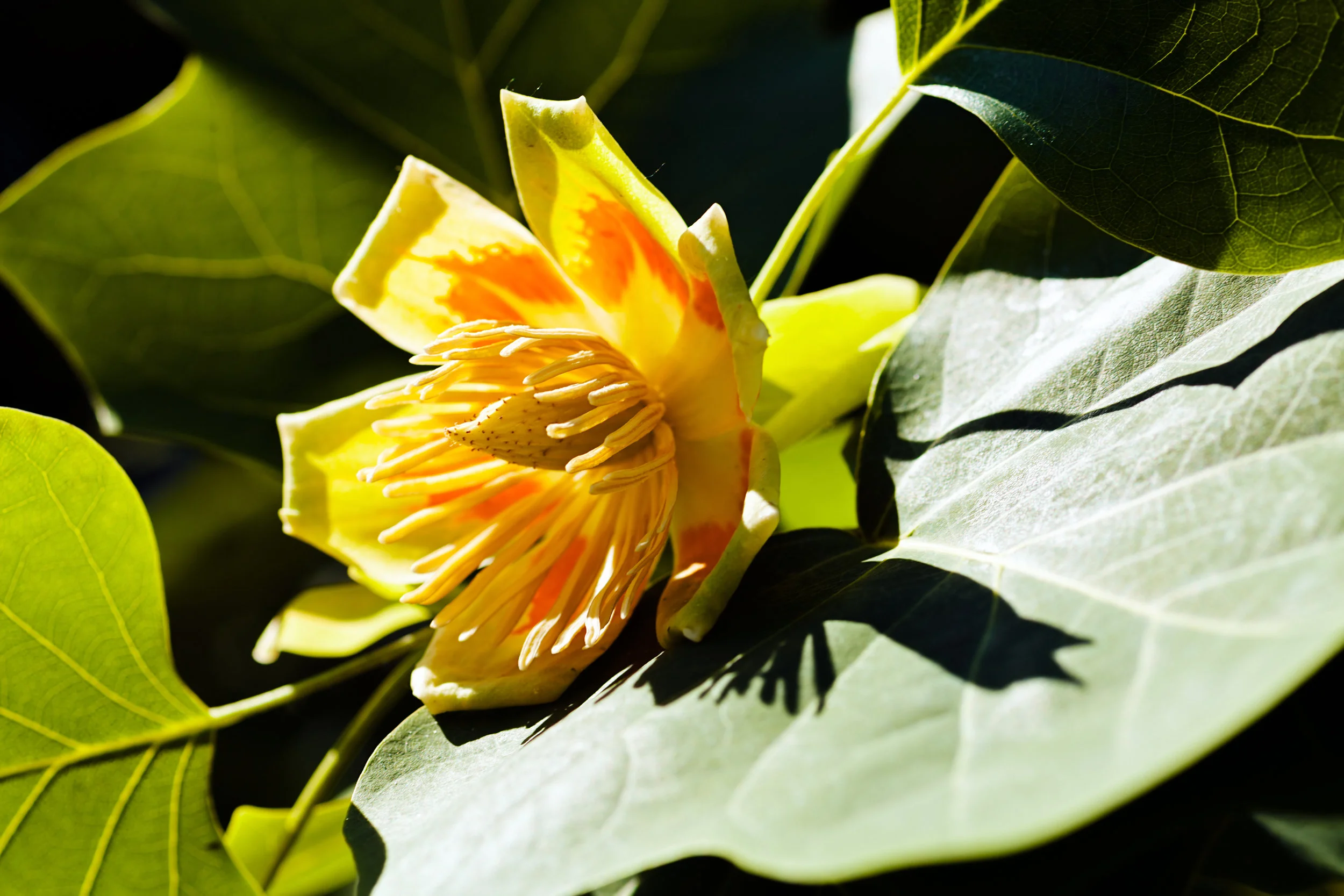 Tulip Poplar Bloom.jpeg