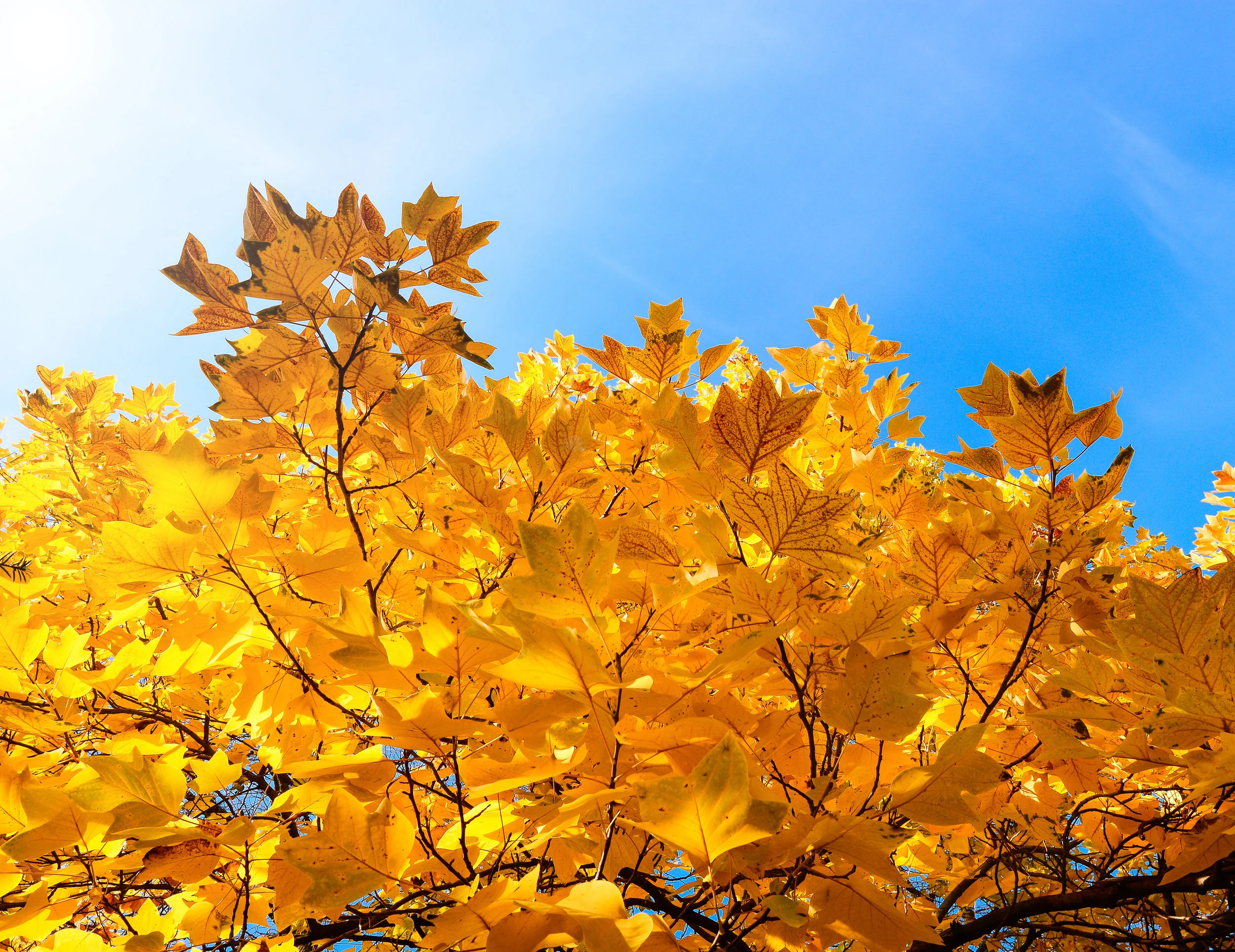 Tulip Poplar in Fall.jpeg