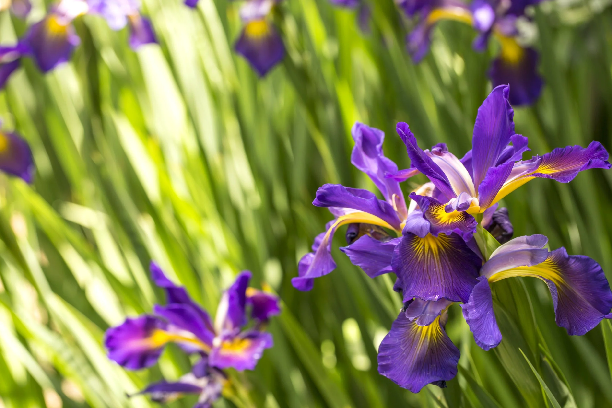Purple Iris.jpeg