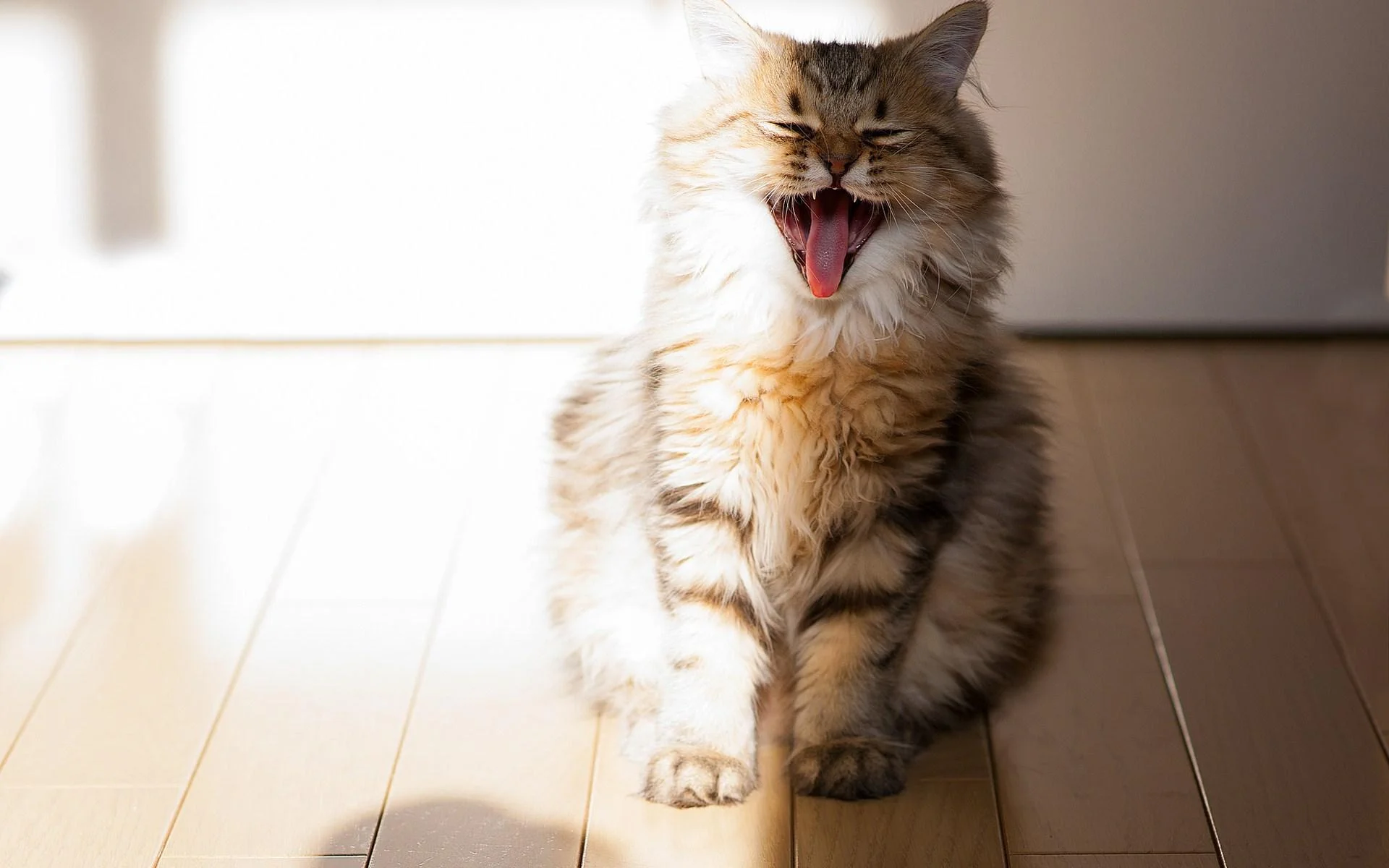 Happy Cat