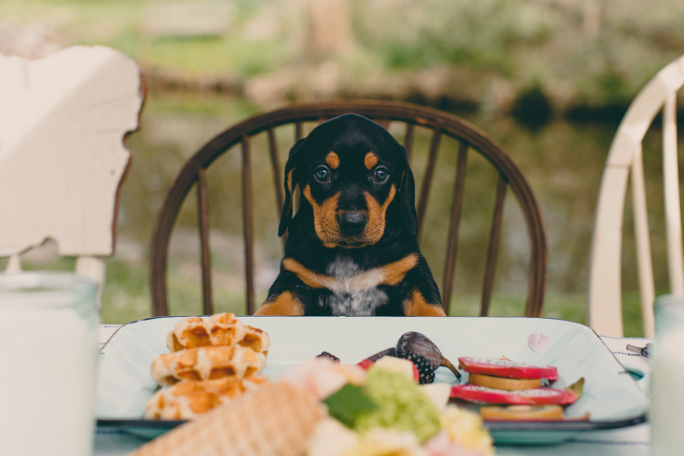 Puppies_RRC_Summer_2493.jpg