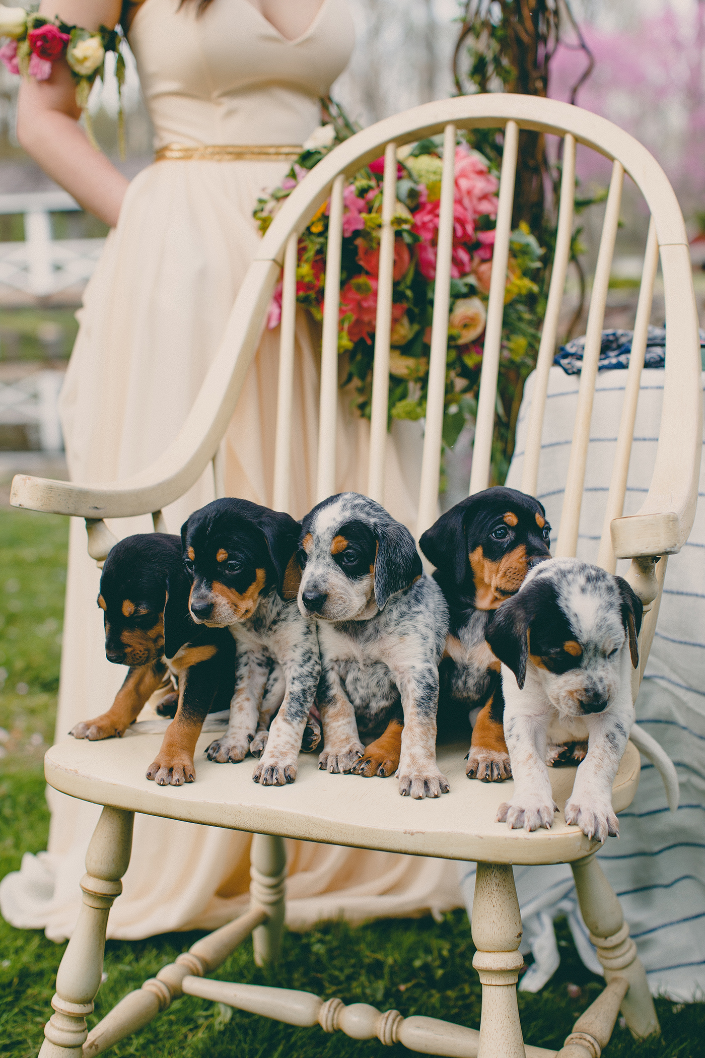 Puppies_RRC_Summer_2625.jpg