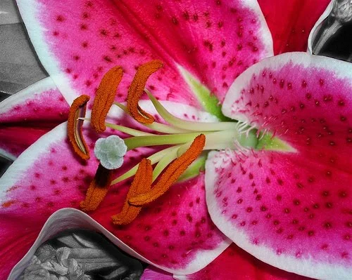 This lily is back home