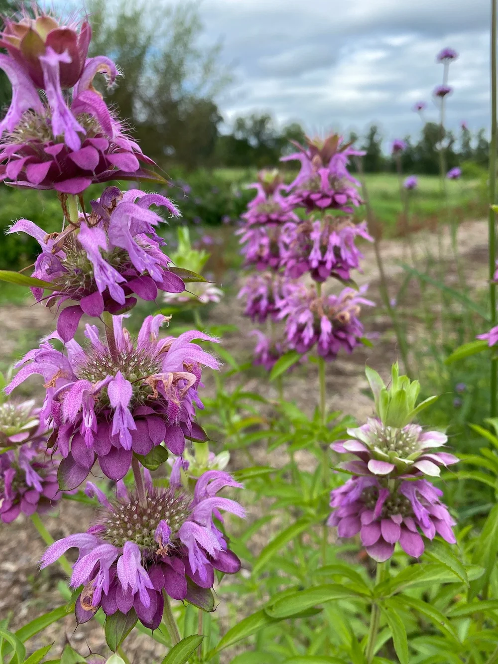 orange Strawberry Bags Grow Plant Hanging Flower Garden Planter Herb