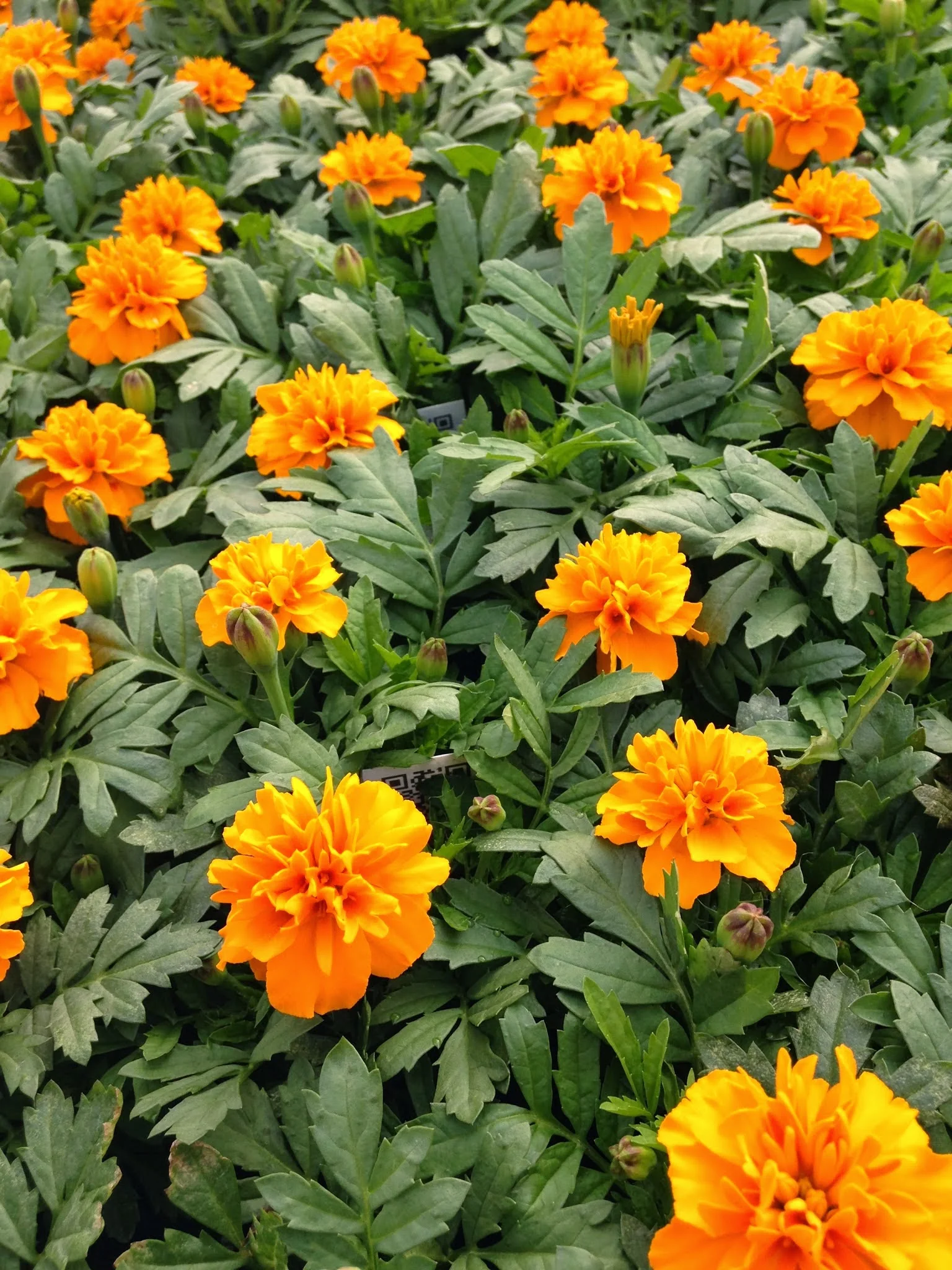 2015-04-30 09.03.34.jpg