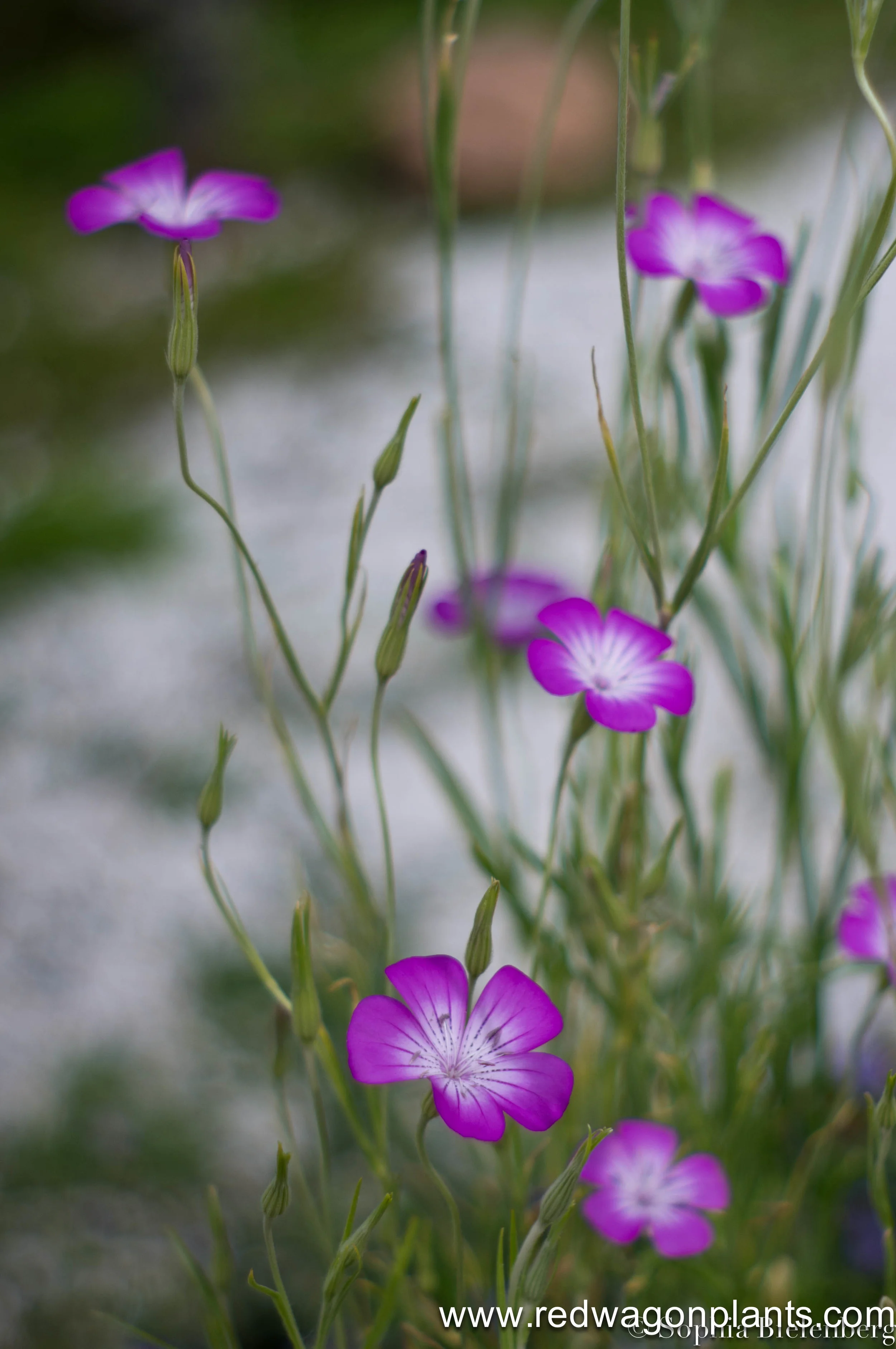 20120623-IMGP8116.jpg