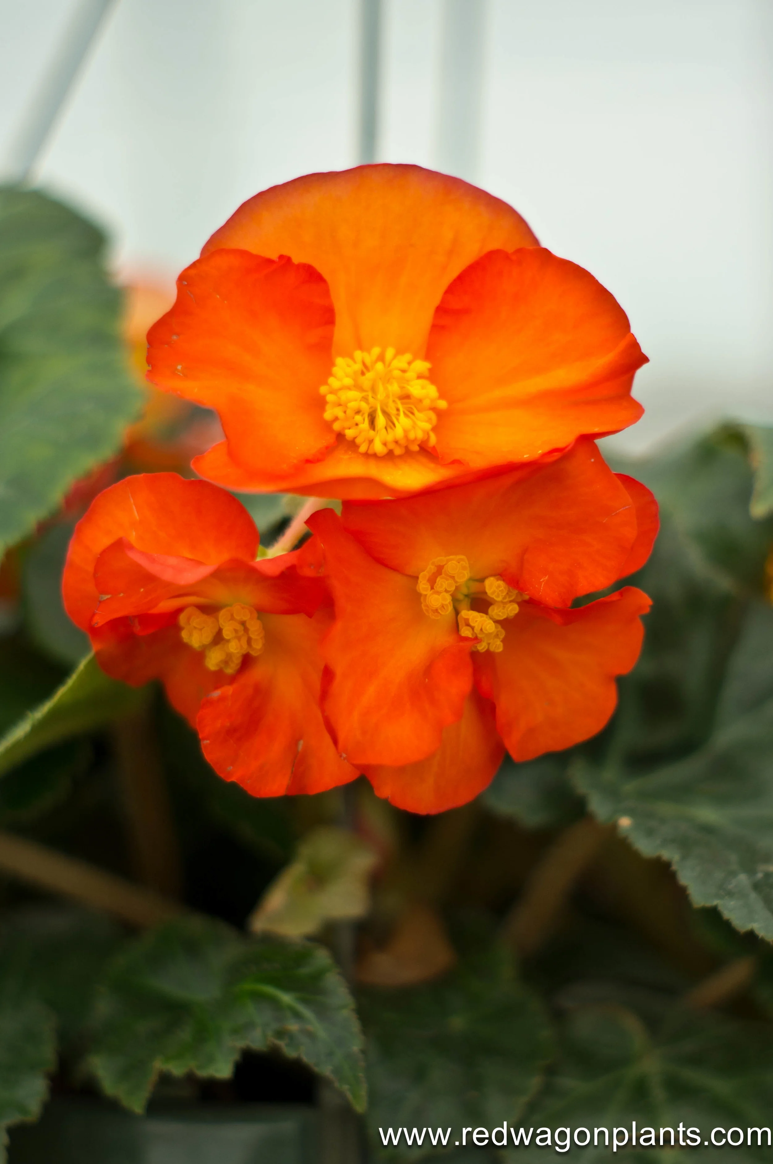IMGP8393.jpg