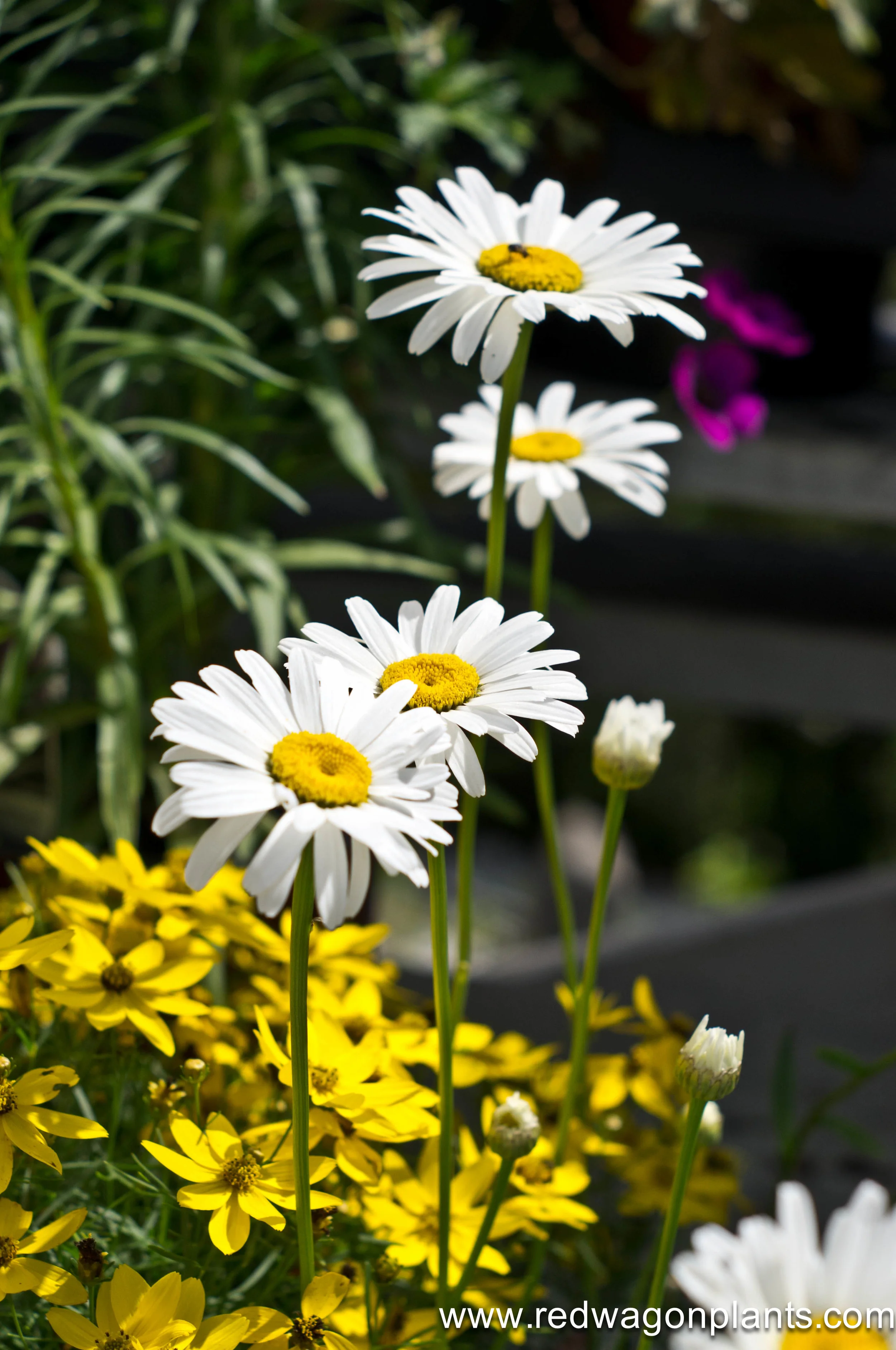 IMGP8482.jpg