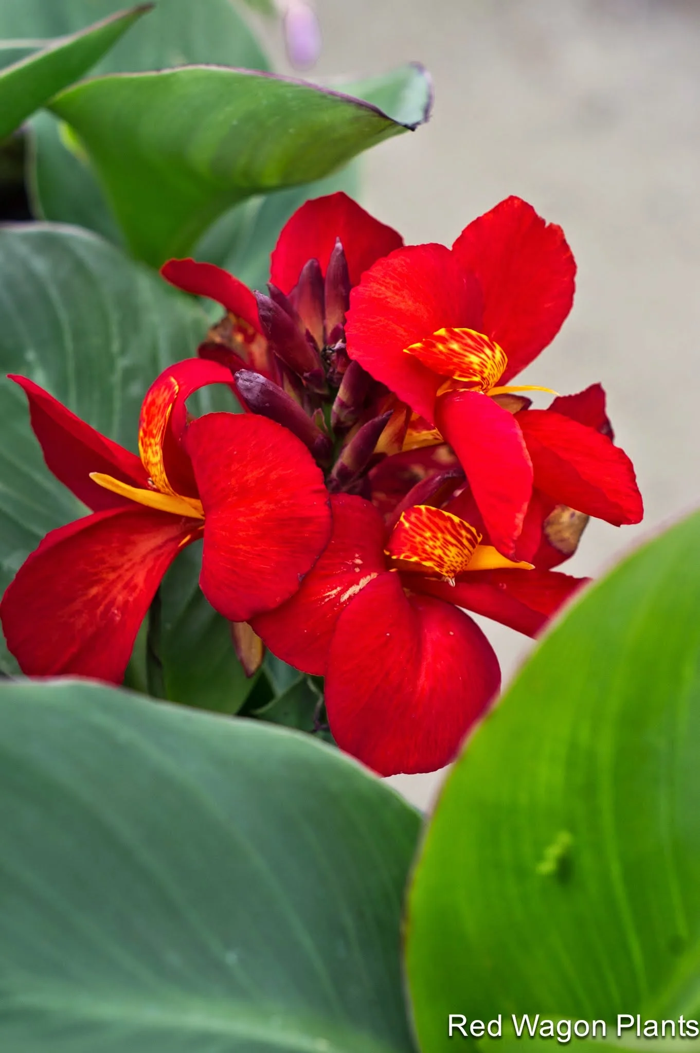 TWIP 7.1.13 (2 of 22).jpg