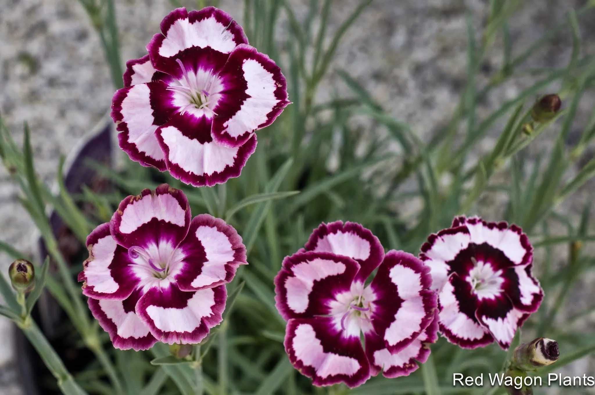 TWIP 7.1.13 (7 of 22).jpg
