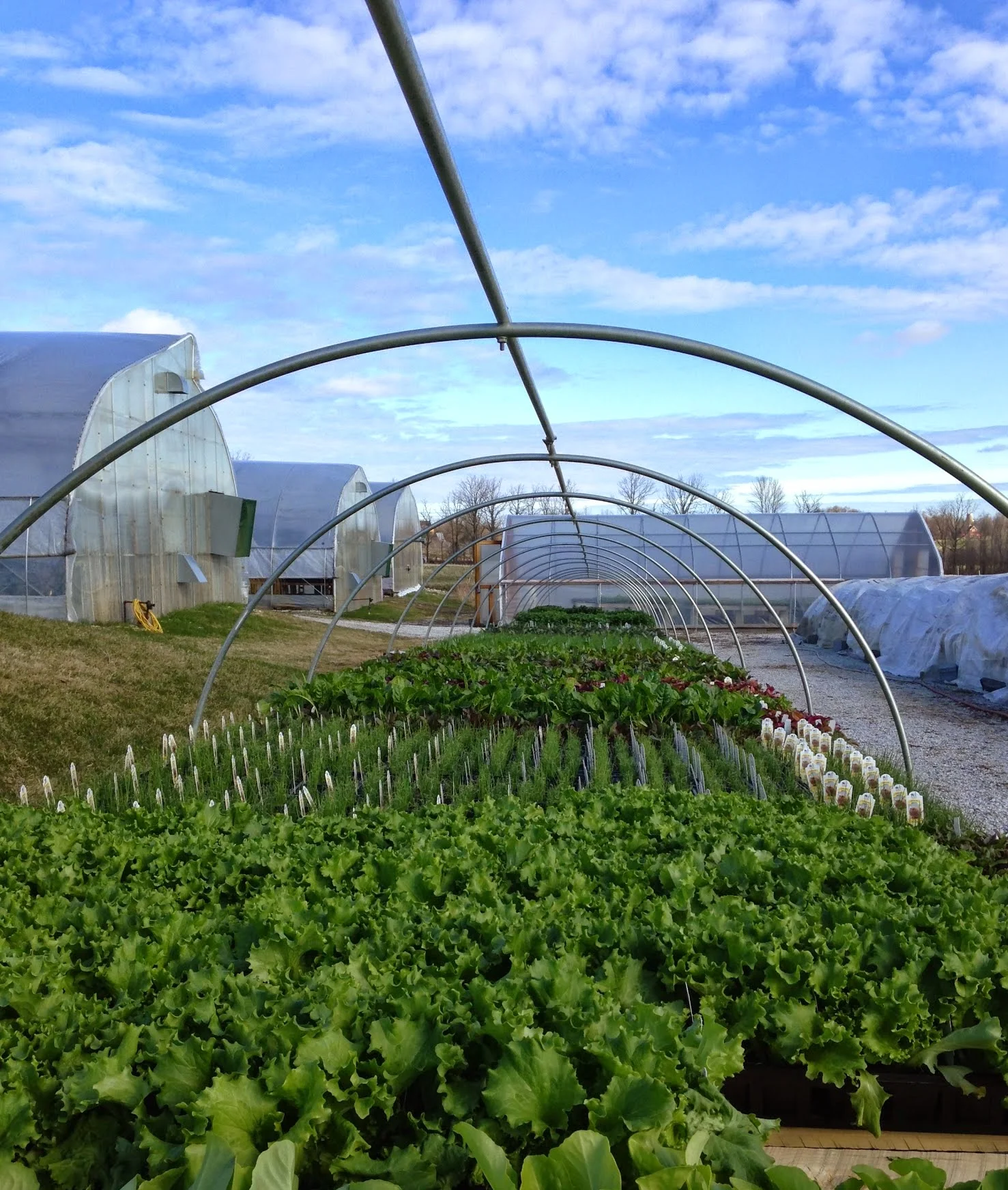 What The Pentagon Can Teach You About Wooden Frame Greenhouses