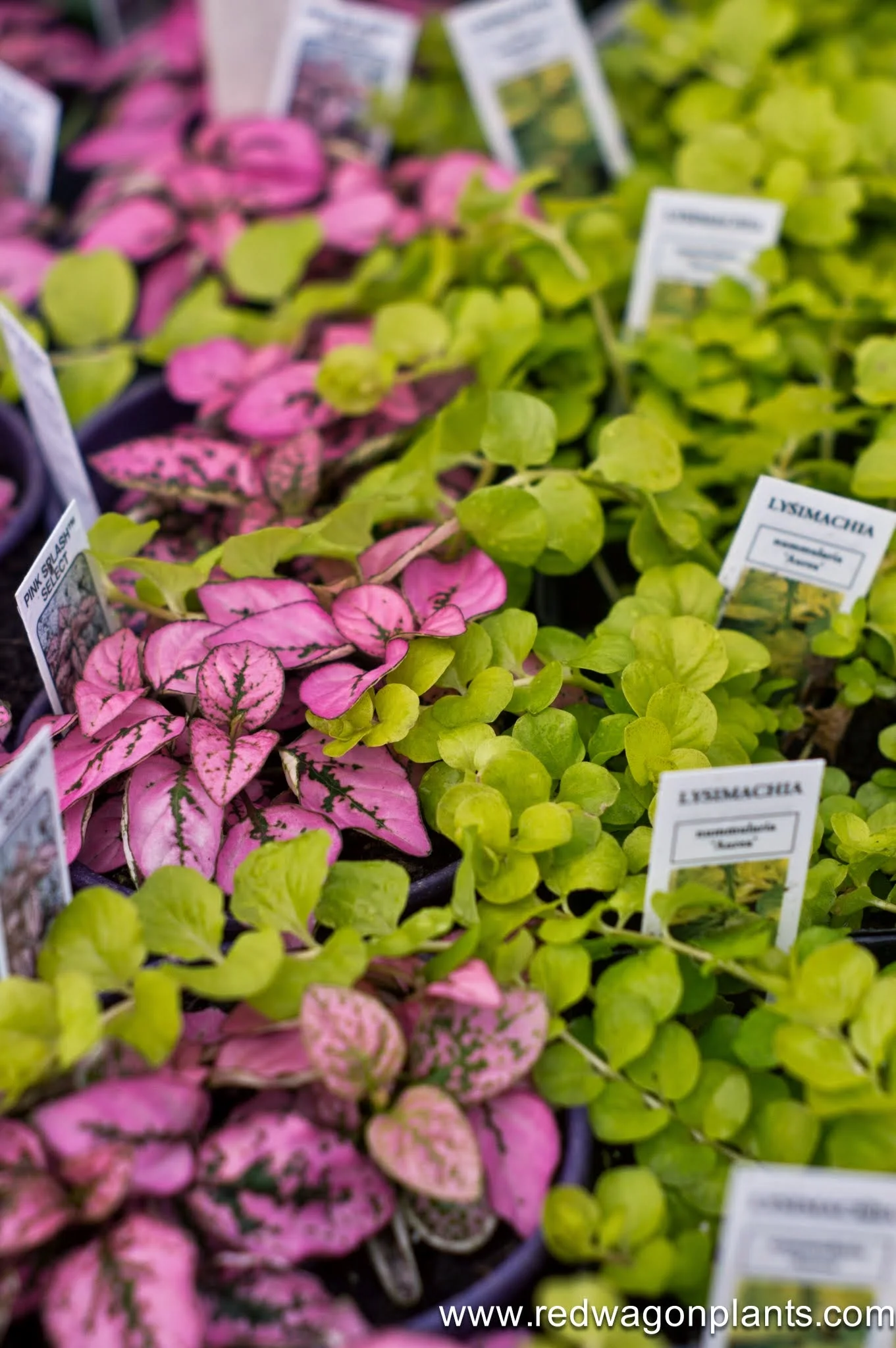 Spring — Red Wagon Plants