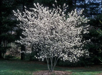 Apple Serviceberry