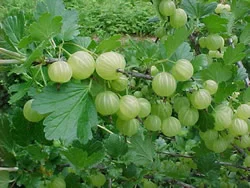 gooseberrypixwell_big