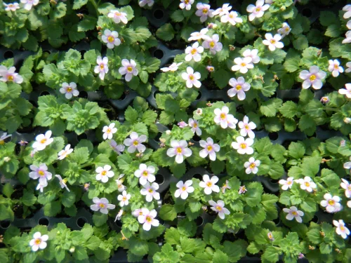 Beautiful bacopa cuttings ready for potting up