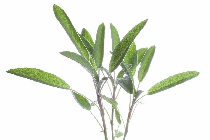 Sage Brown Butter and Ricotta Gnocchi