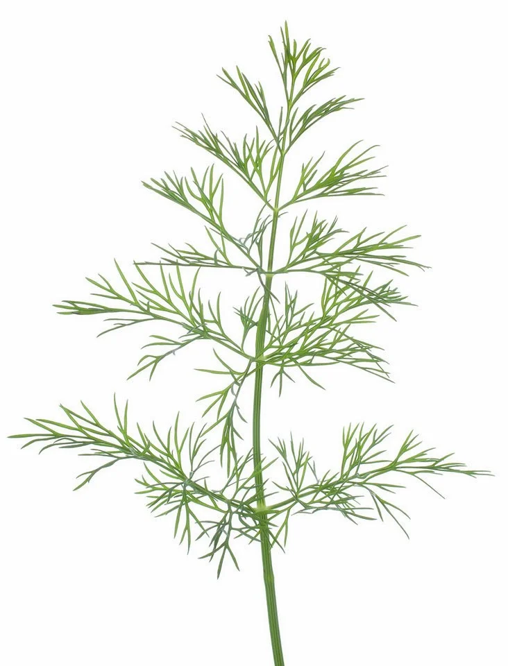dill.jpg