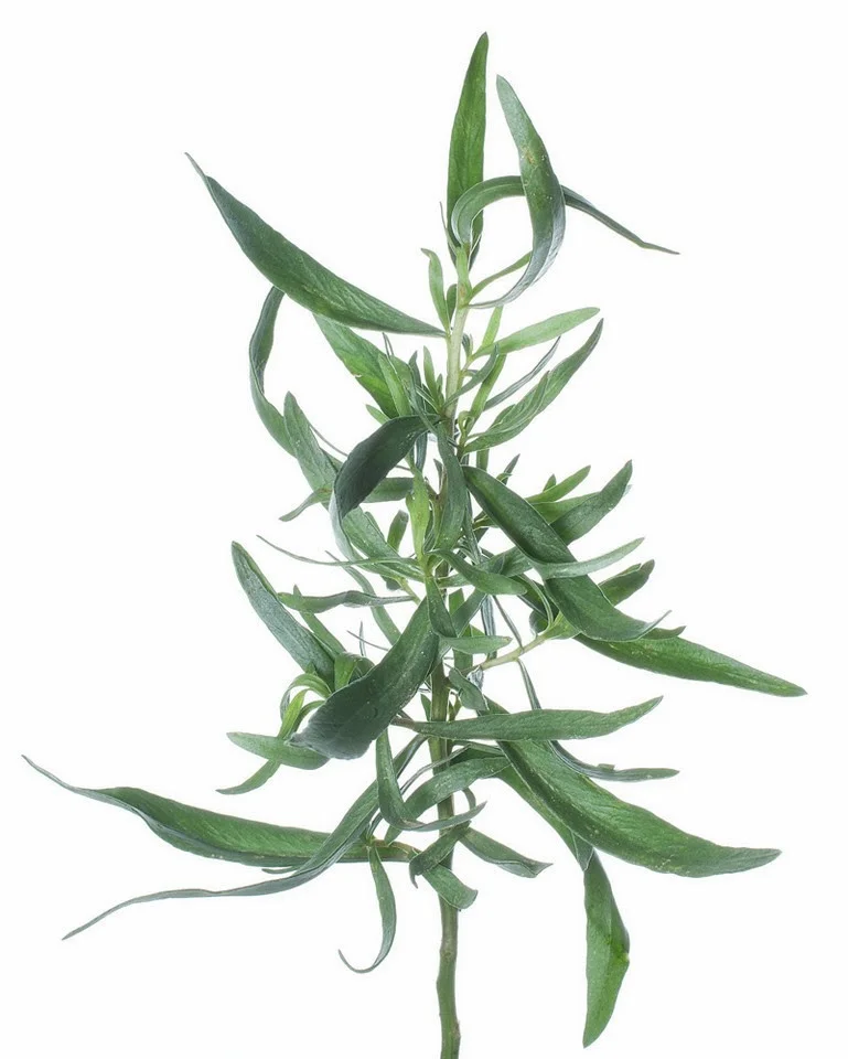 tarragon.jpg