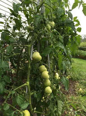 Mid-August - the perfect time to start a garden.