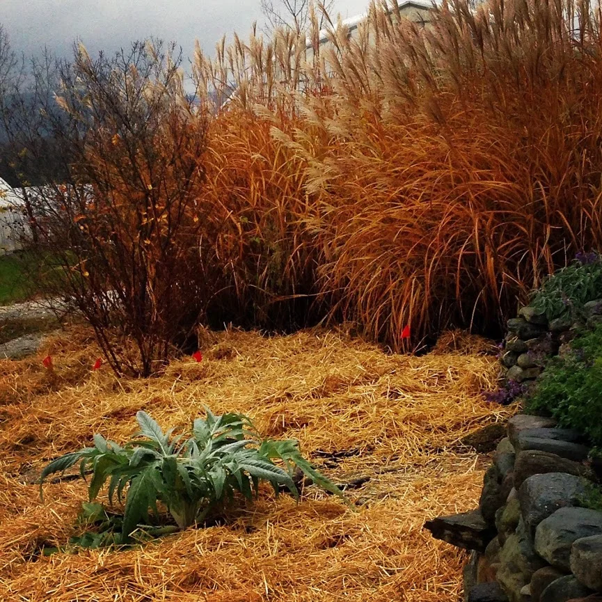 Garden Things to do in December