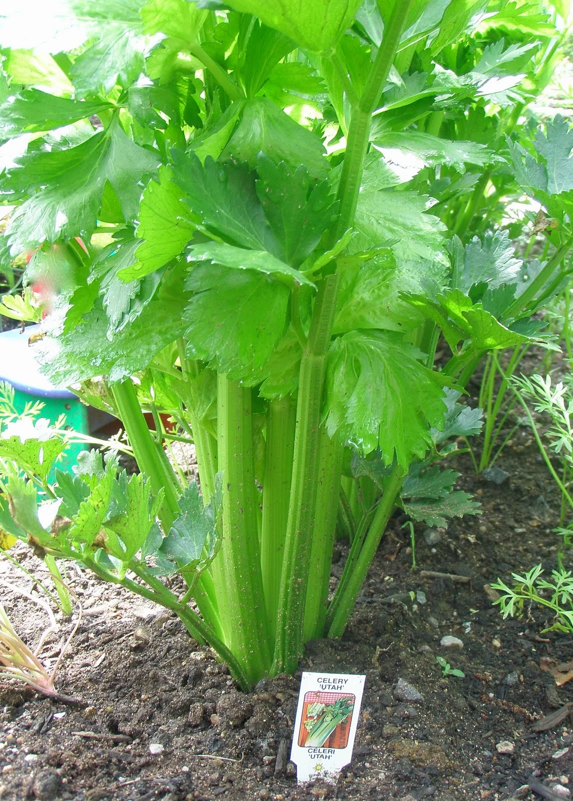 What to Plant in Late June