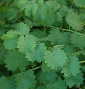 Salad Burnet Dressing Recipe from a Customer