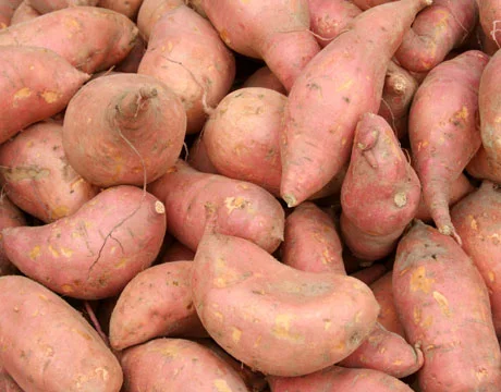 Growing Sweet Potatoes in Vermont