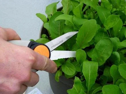 Mud Season Salad Club