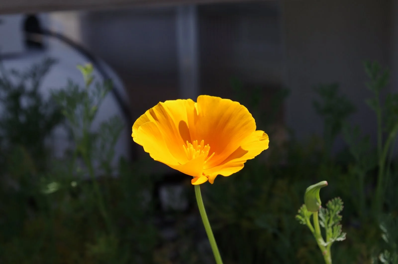 california poppy.JPG