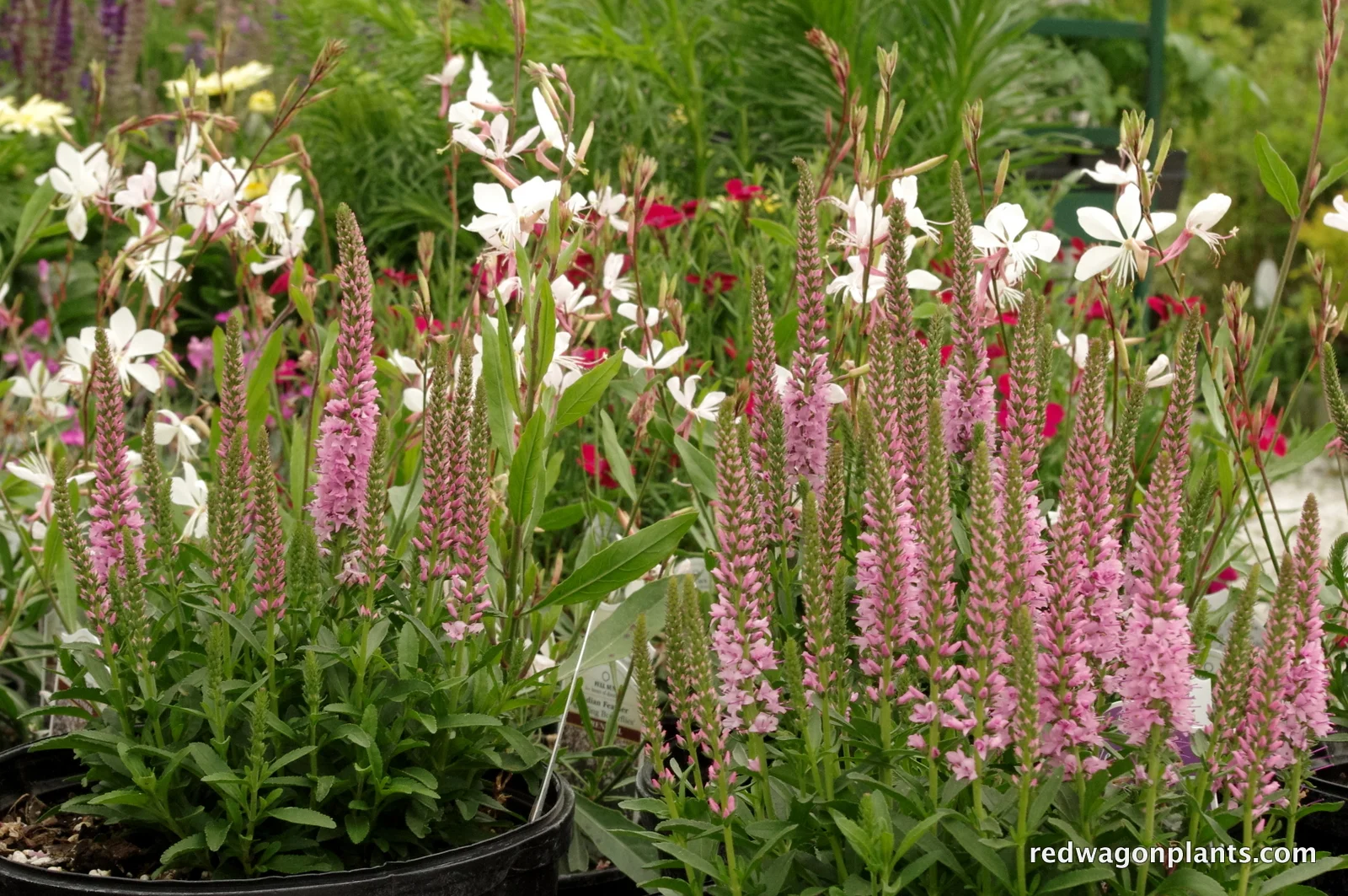 gaura and veronica.JPG