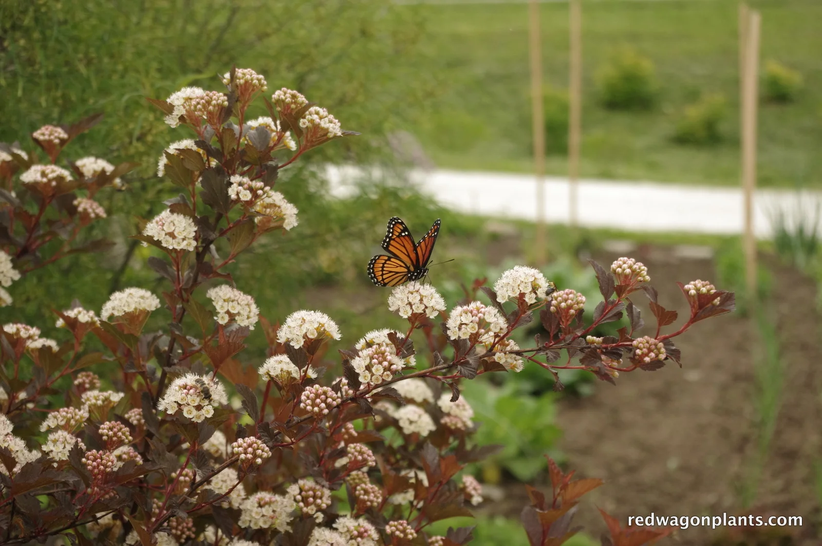 butterfly with physocarpus.JPG