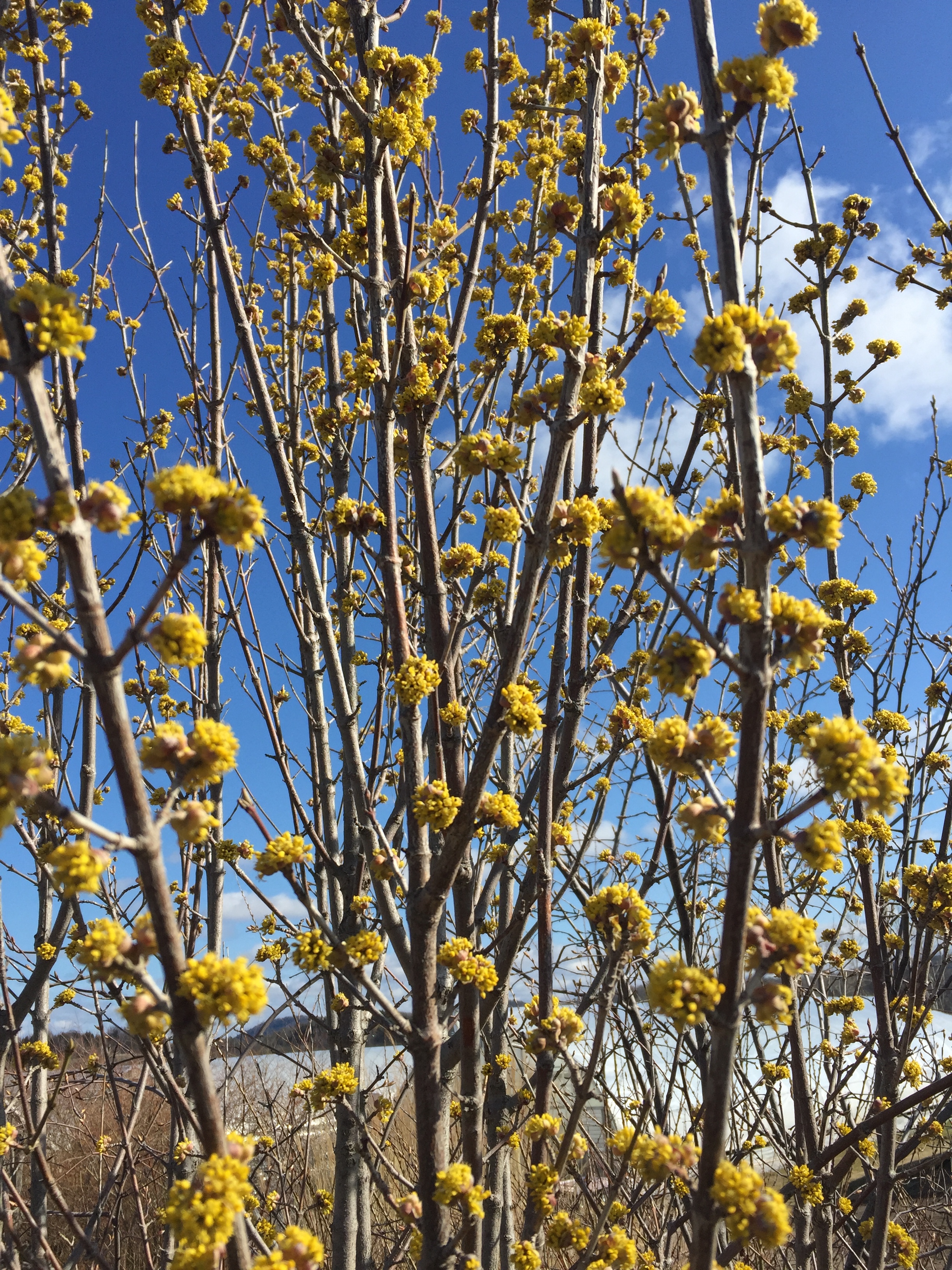 Cornus mas put on its show