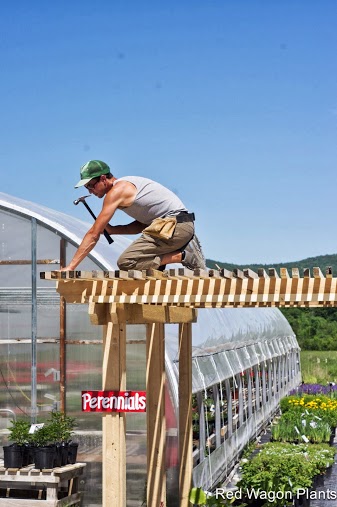 Eric building our pergola 