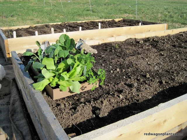 Hardening Off Those Plants 