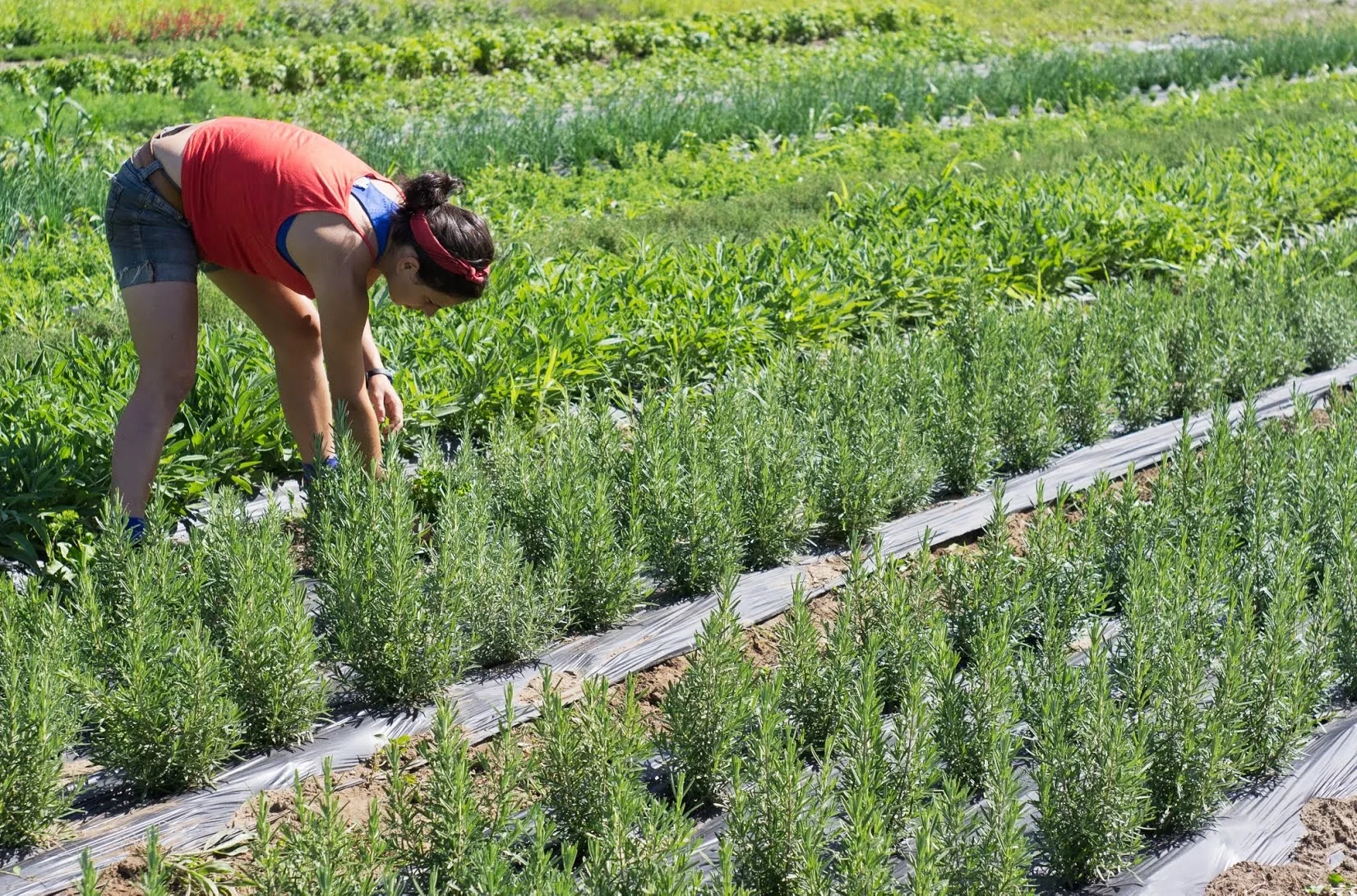 Sam weeding rosemary