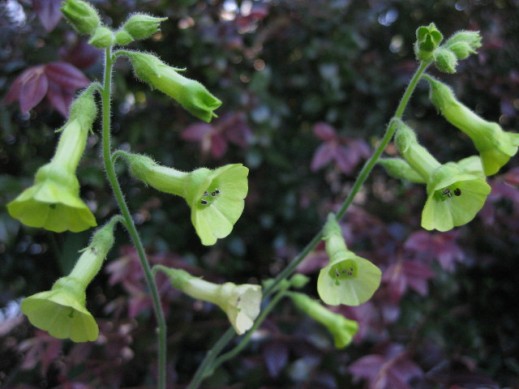 Nicotiana langsdorfii