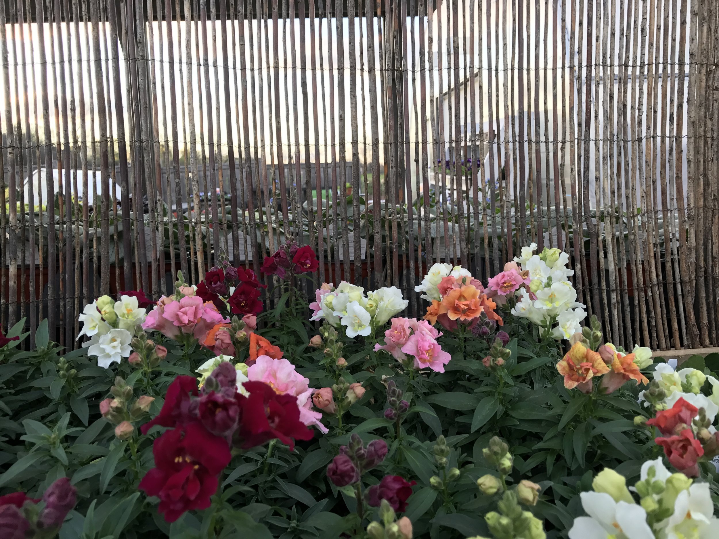 A new snapdragon for us.