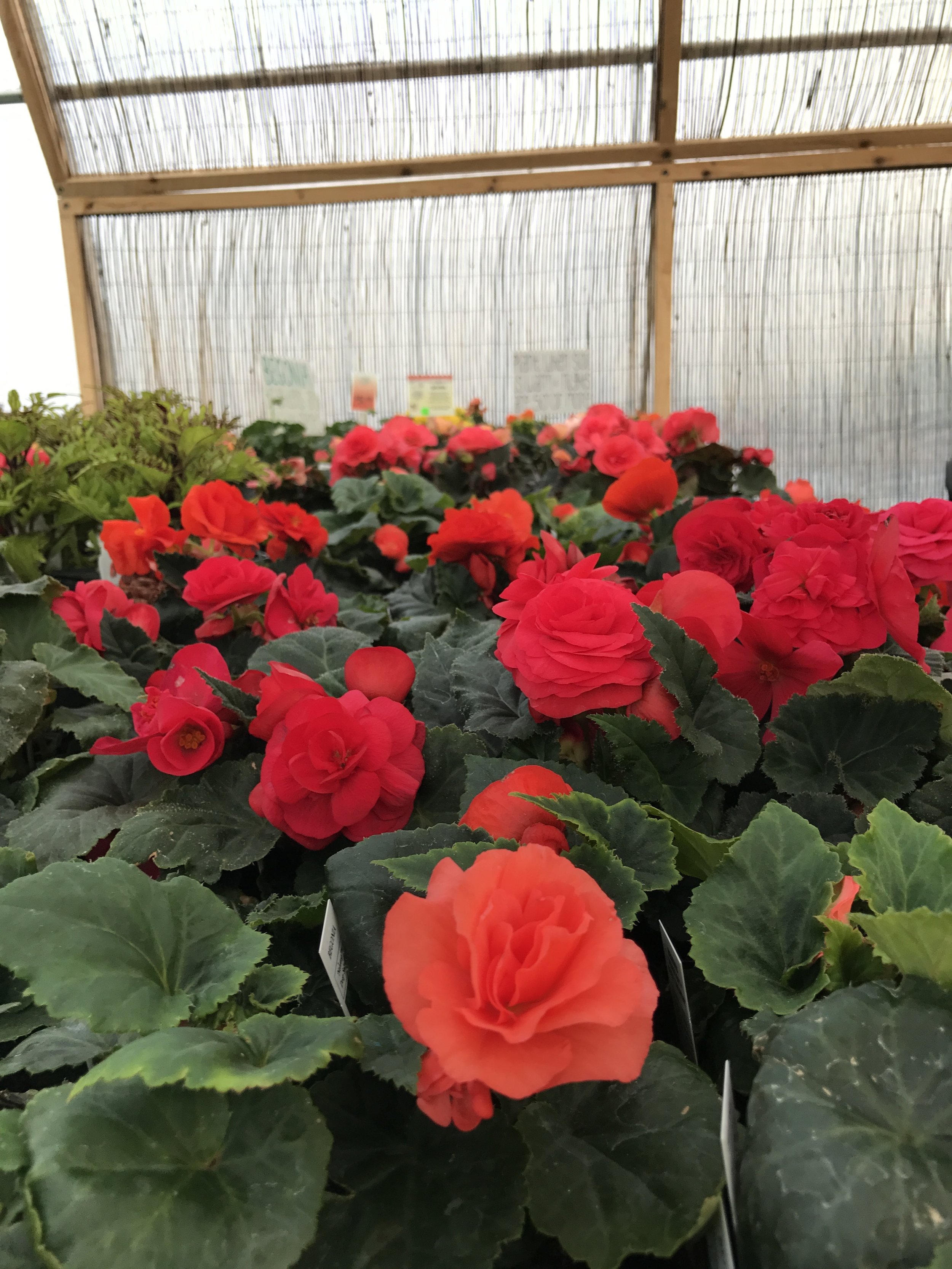 Begonias