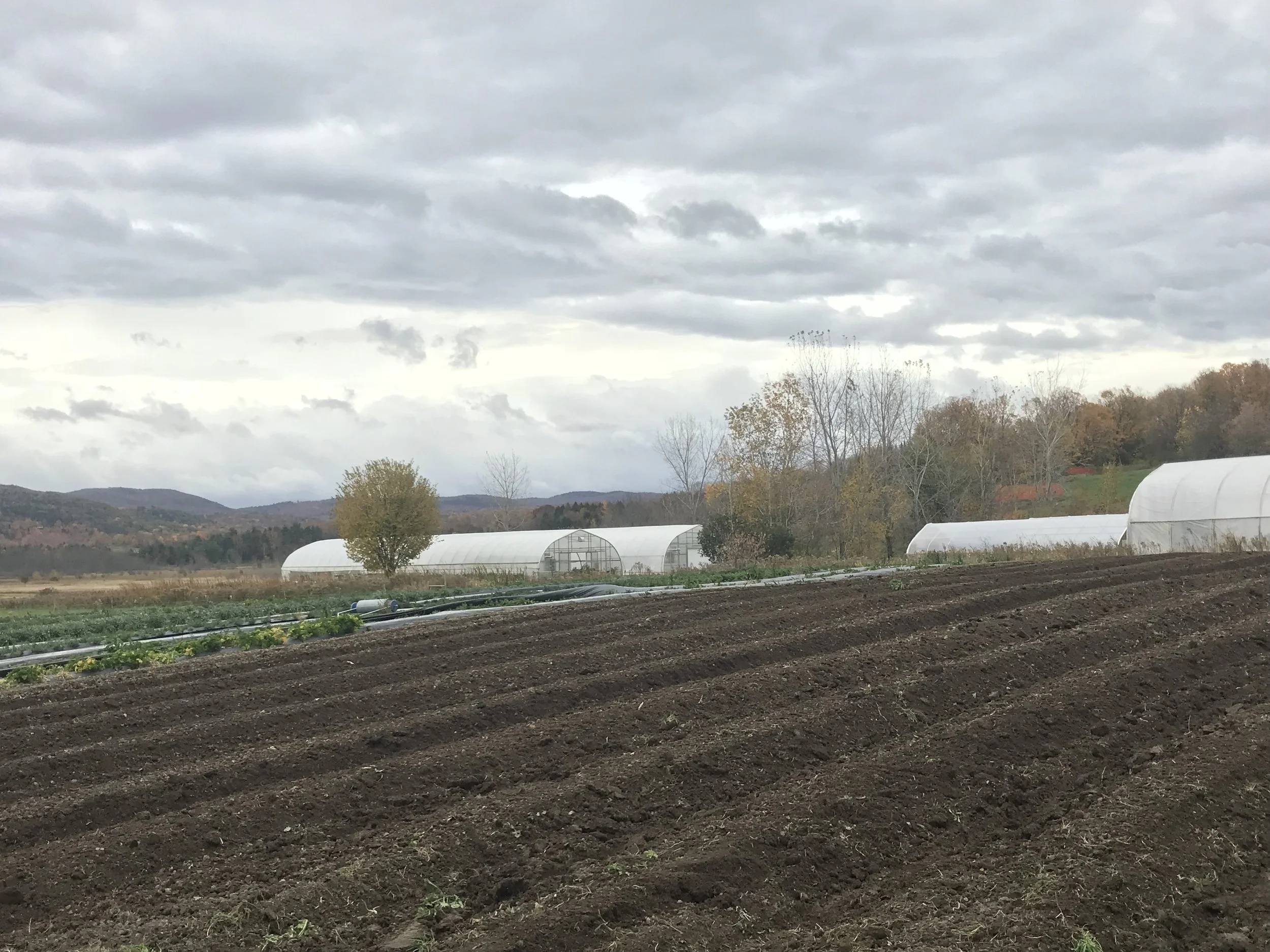 We have prepped the soil ahead of time for next year. Raised beds that will be permanently in place to provide our herbs with good drainage and looser soil in the root zone. 