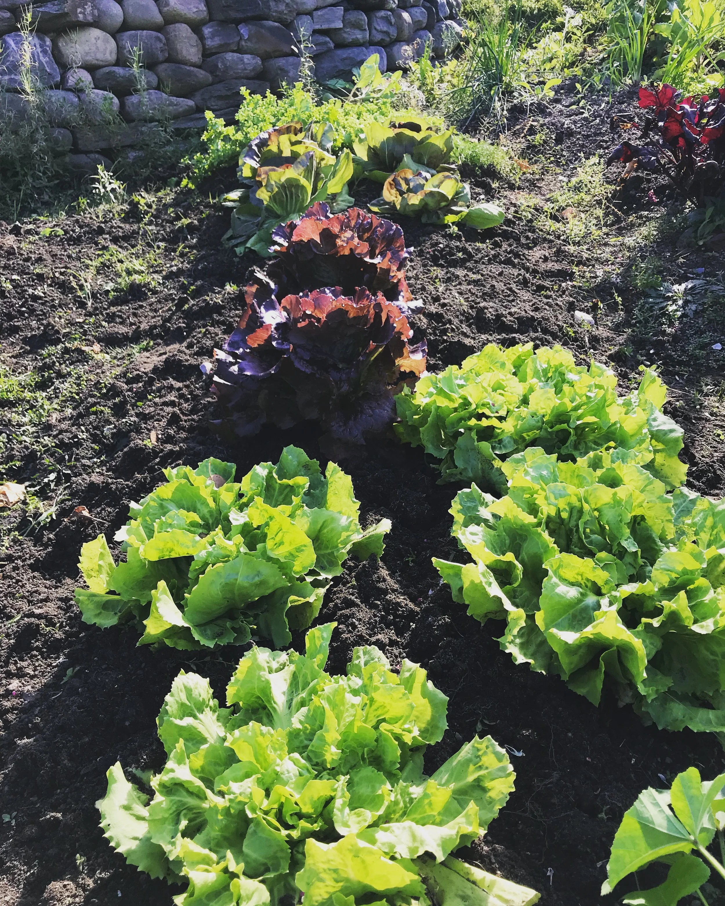 Lettuce, Raddichio and Escarole in November.