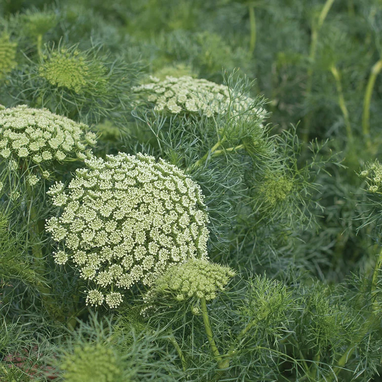 01758_01_greenmist.jpg