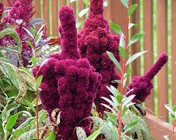 amaranth elephant head.jpeg