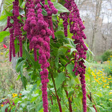 amaranth dreadlocks.jpeg