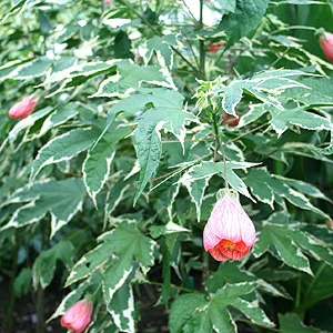 abutilon_souvenir.jpg