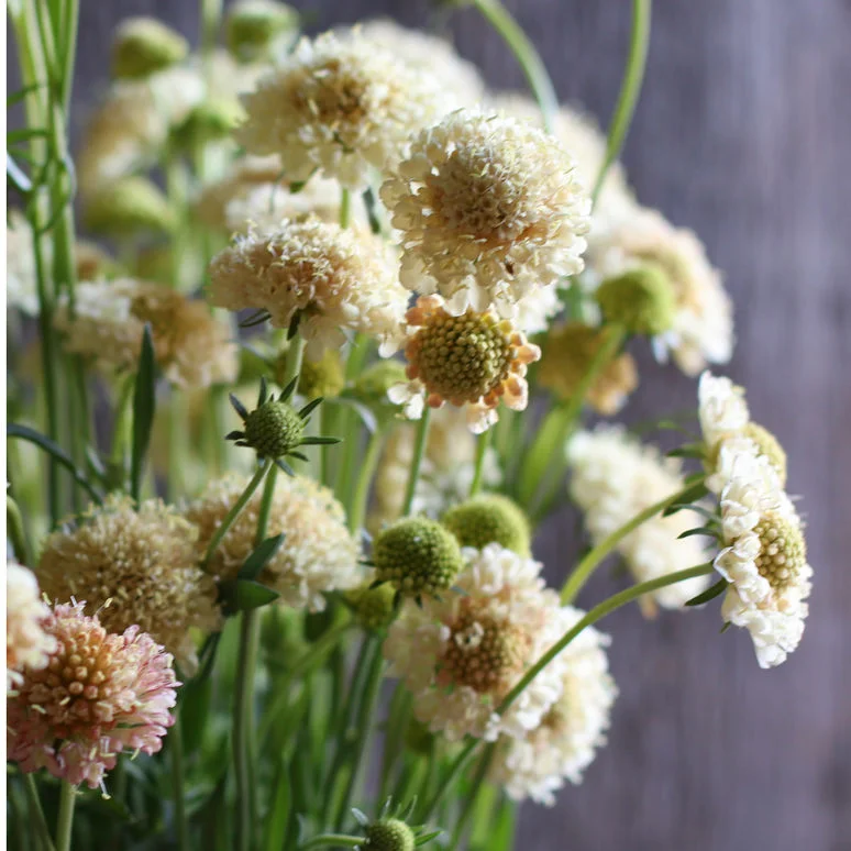 Scabiosa Fata Morgana