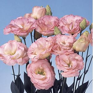 Lisianthus Echo Champagne