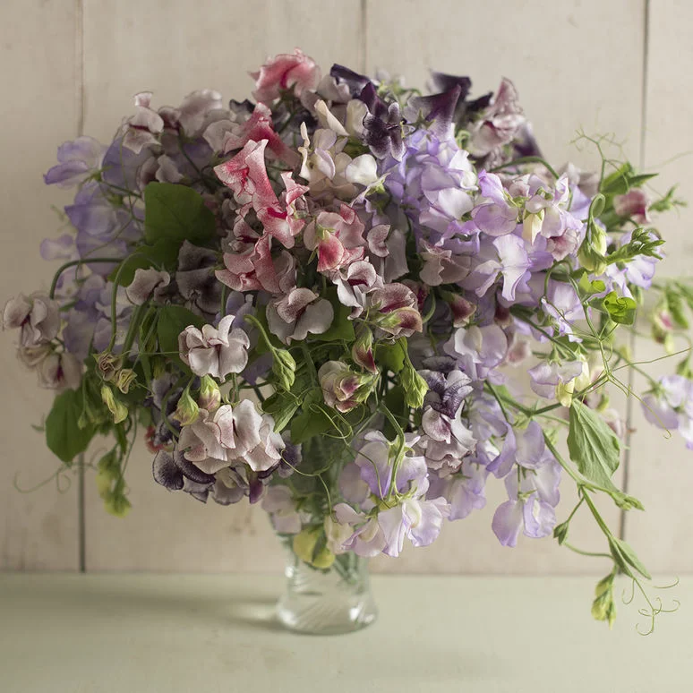Sweet Pea Spencer Formula Mix