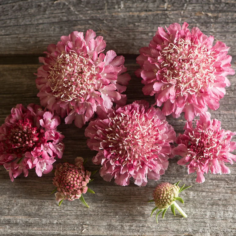 Scabiosa Salmon Rose