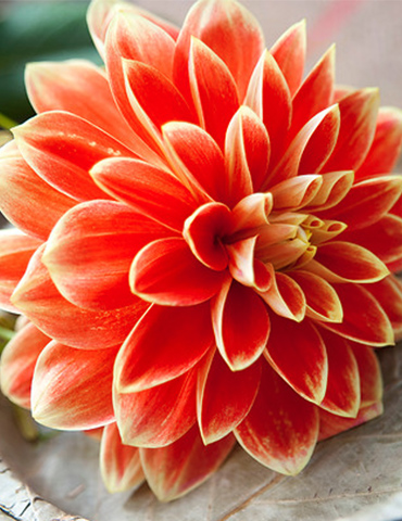 Orange Glory