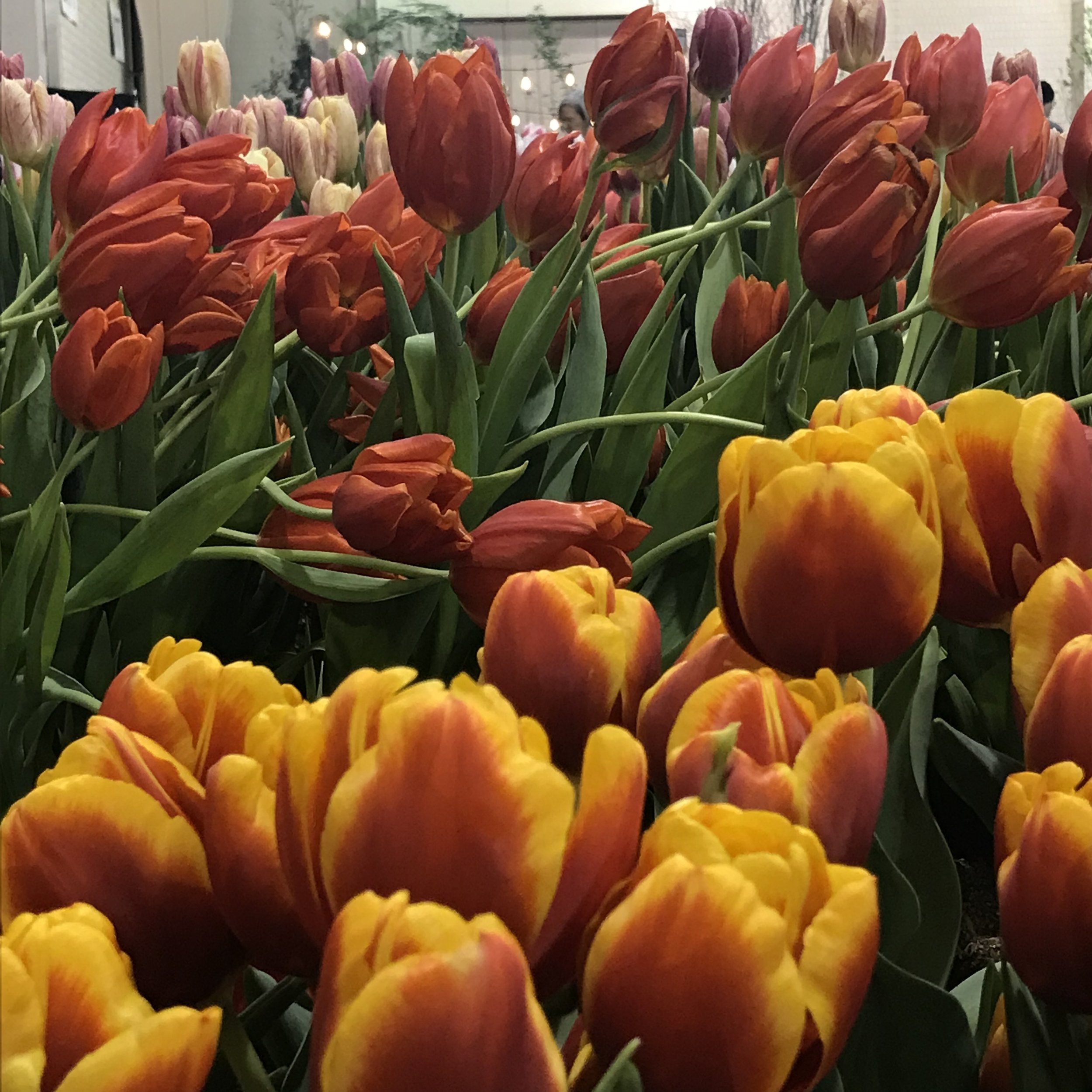 2018-03-09 19.04.13.jpg